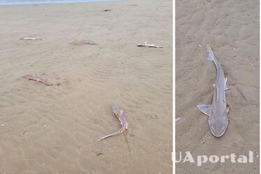 Десятки мертвых акул выбросило на британский пляж (фото)