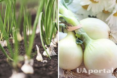 Як доглядати за цибулею - як отримати щедрий та здоровий урожай цибулі