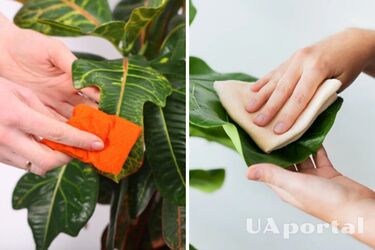 Навіщо протирати листя кімнатних рослин оливковою олією