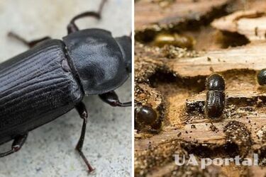 Эти лайфхаки избавят вас от короедов: методы спасения деревянной мебели