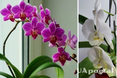 What to do to make the orchid bloom longer