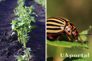 Фермеры назвали дешевый способ, который поможет избавиться от жуков без химии