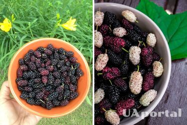 Хозяйки поделились секретами правильной заморозки шелковицы на зиму