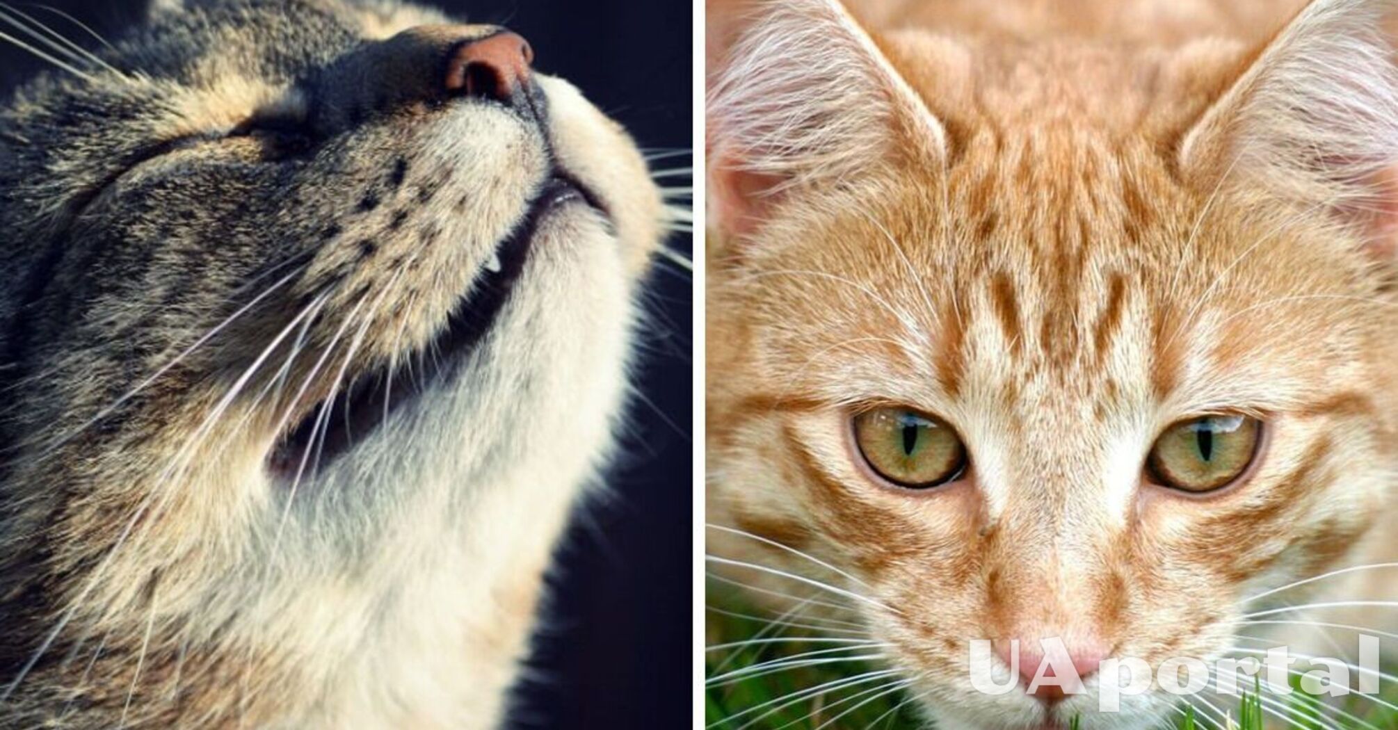 Scientists have investigated why cats have such a good sense of smell