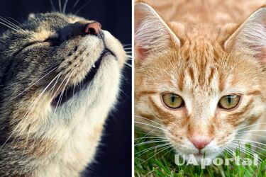 Вчені дослідили, чому у кішок такий гарний нюх