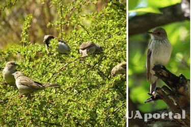 Як відлякати птахів з городу та саду