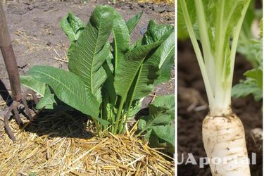 Как хрен может навредить растениям на огороде