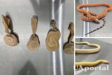 У Китаї митники затримали жінку, що перевозила на своєму тілі 5 живих змій (фото та відео)