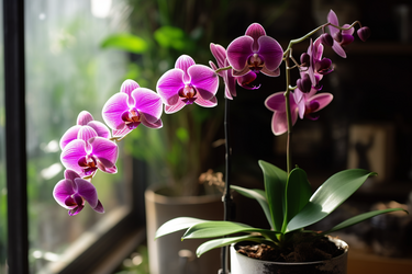 4 помилки у догляді за орхідеями, через які вони перестають цвісти