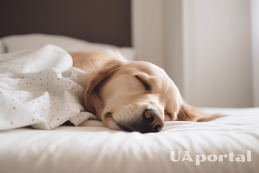 Почему нельзя спать с собакой: суеверия и научные объяснения запрета