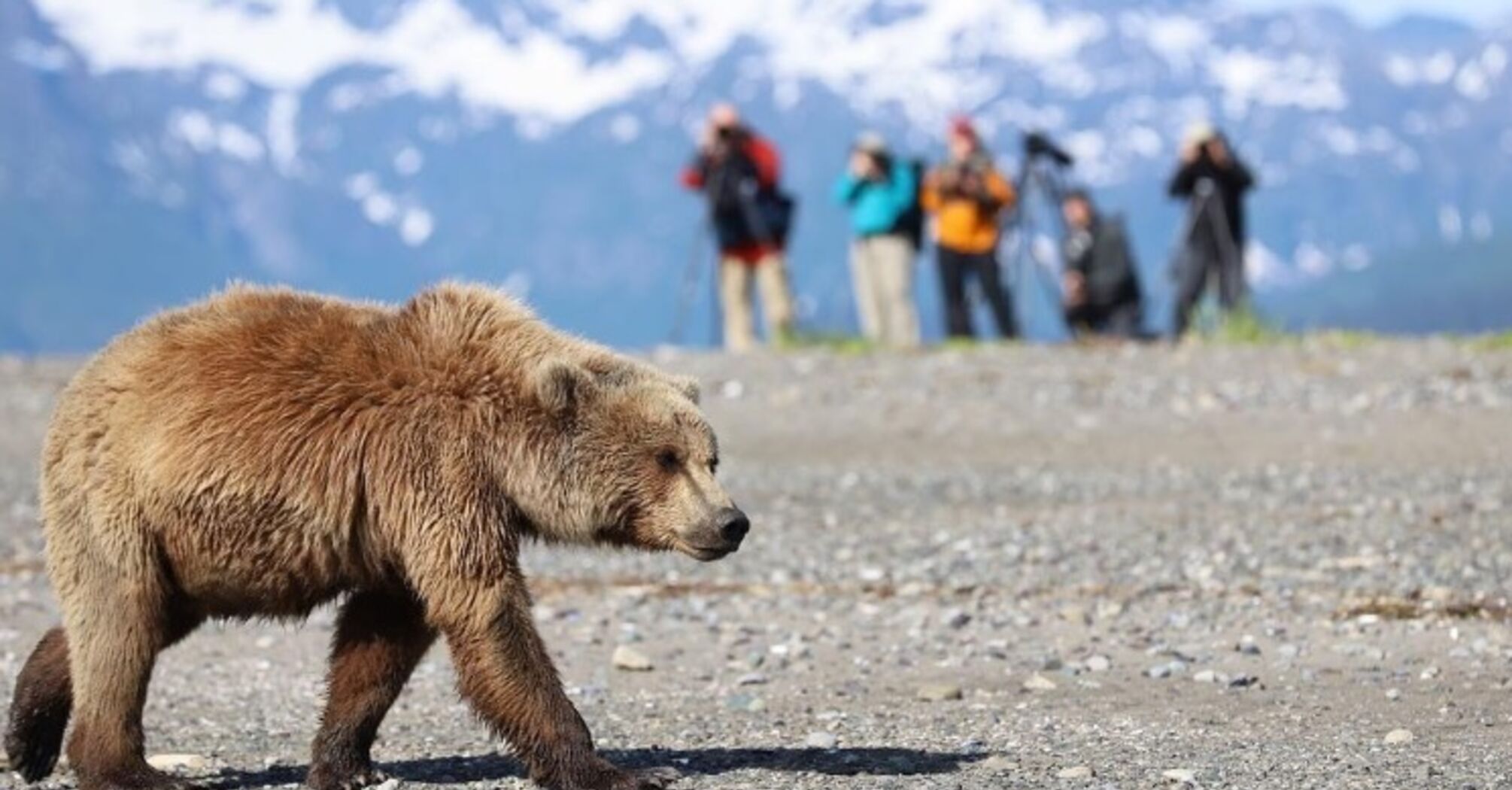 In Alaska, a group of tourists was attacked by a brown bear (eerie footage)