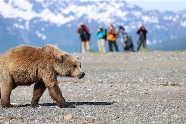 На Аляске на группу туристов набросился бурый медведь (жуткие кадры)