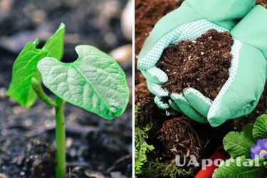 How to protect plants in the garden from diseases