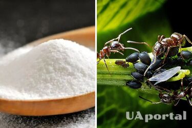 Gardeners tell how to get rid of ants without chemicals