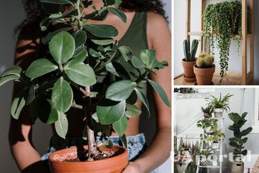 Where not to put flowerpots at home: what not to keep in the bedroom and why not to sleep with flowers