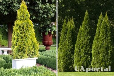 Чим підгодовувати туї, щоб пишно росли: поради городників