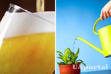 Как использовать пиво в уходе за растениями: топ-2 полезных совета