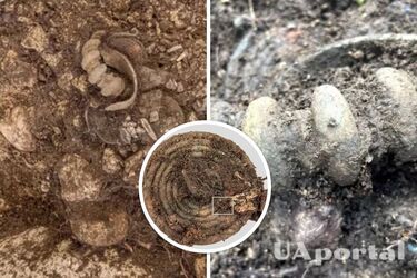 В Австрии нашли могильник раннего железного века, содержащий редкие артефакты (фото)