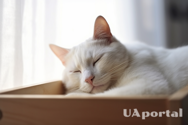 Почему не стоит спать с котами: суеверия и научное мнение