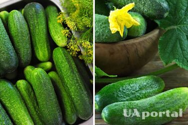 Як зберігати свіжі огірки набагато довше змастивши їх яєчним білком