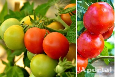 How to speed up the ripening of tomatoes with nettle tincture.