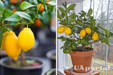 How to grow lemon from seed at home: tips for gardeners
