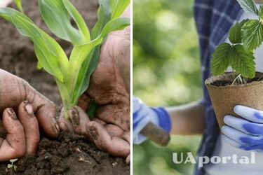 How to protect the skin of your hands when working in the garden: tips from dermatologists