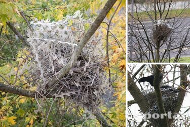 Птахи почали використовувати 'антипташиний' винахід людей (фото)