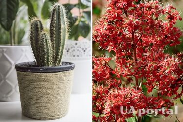 Фэн-шуй – как навлечь несчастье по фэн-шуй – какие растения привлекают беды