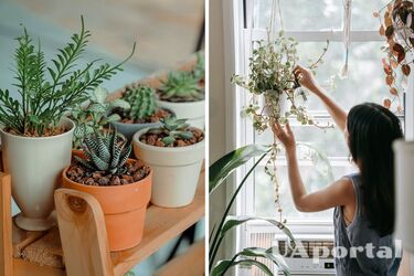 Як потрібно поливати рослини - як правильно поливати рослини в спеку та коли їдете у відпустку