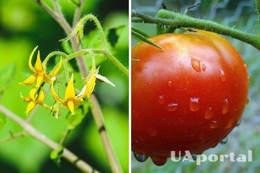 Чем подкармливать помидоры во время цветения: советы огородников