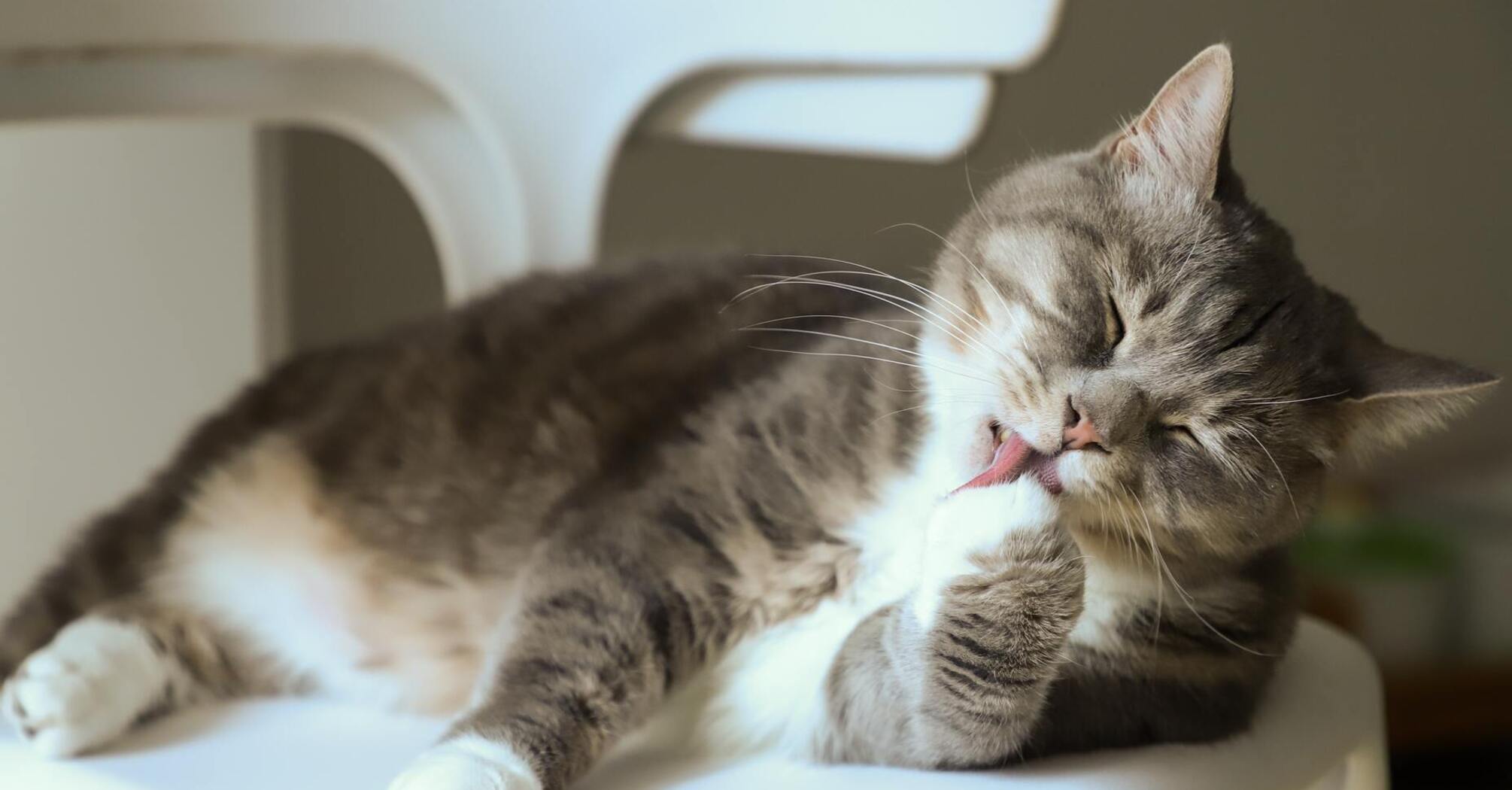 Почему кошки не любят, когда их гладят по животу | КотоВедение | Дзен