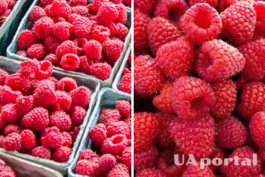 Польза и вред малины: сколько ягод можно есть в день