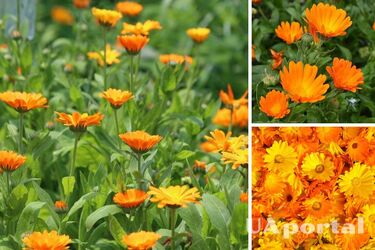 You will be surprised: why you should pick marigolds in summer and how to use them