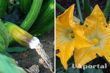 Как увеличить урожай кабачков: топ-3 девственных метода