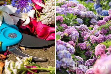 Садоводы объяснили, когда нужно обрезать гортензии, чтобы они пышно цвели на следующий год