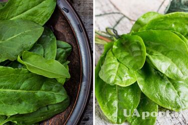 Top 5 reasons to eat sorrel every day