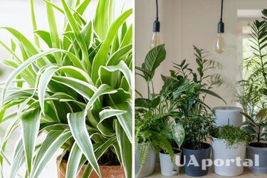 Which houseplants should not be kept in the kitchen so they don't die
