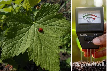 How to determine soil acidity using currants and plants growing in the garden