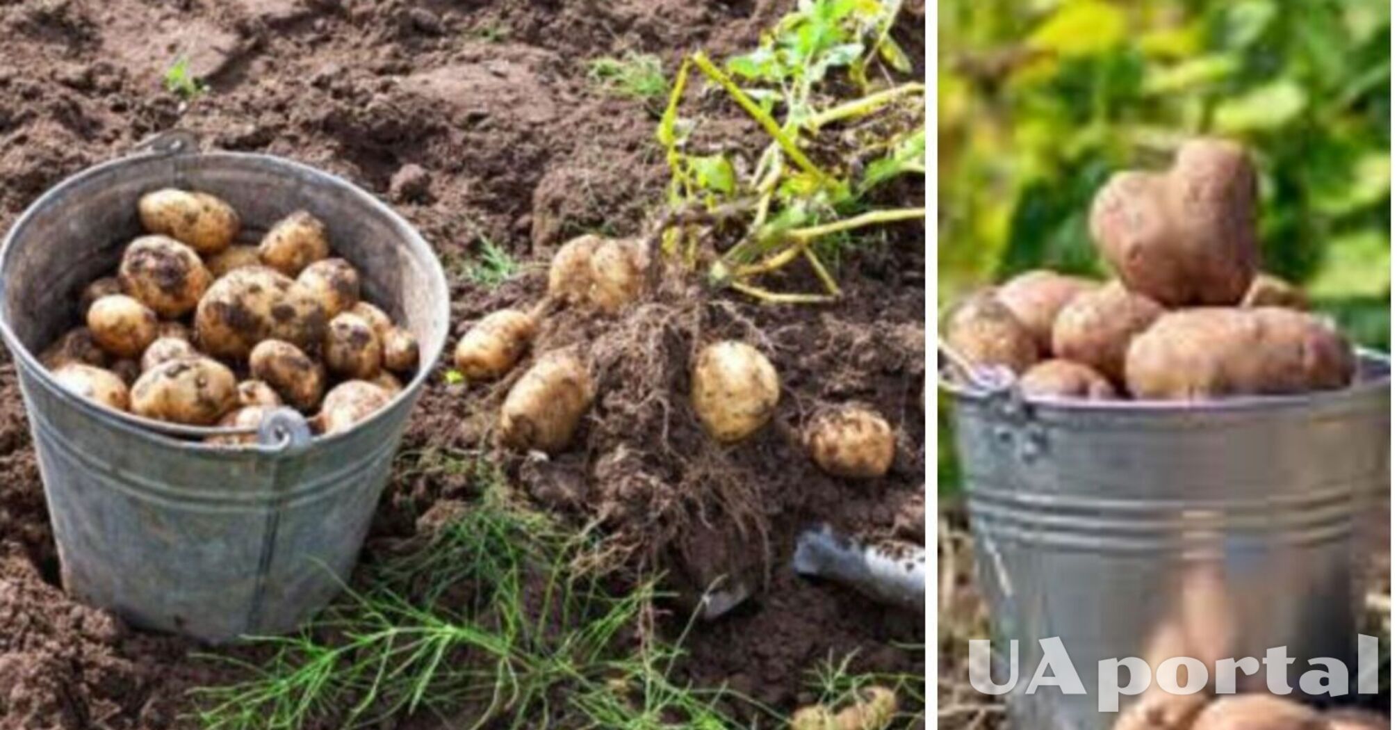 Які рослини краще садити після картоплі