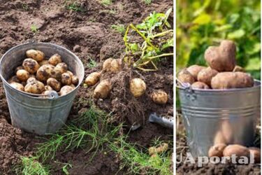 Які рослини краще садити після картоплі