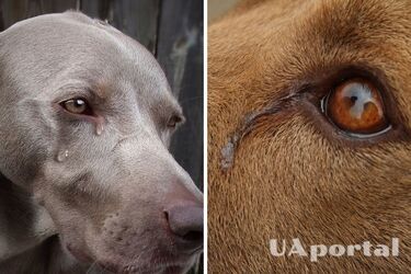 Чи плачуть собаки