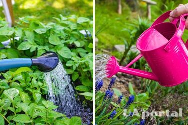 Как правильно поливать сад и клумбы в жару