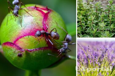 Як швидко позбутися мурах на городі та в саду - корисні рослини для саду