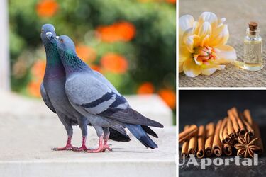 Як позбутися від голубів на балконі - Що зробити, щоб голуби не сідали на підвіконня