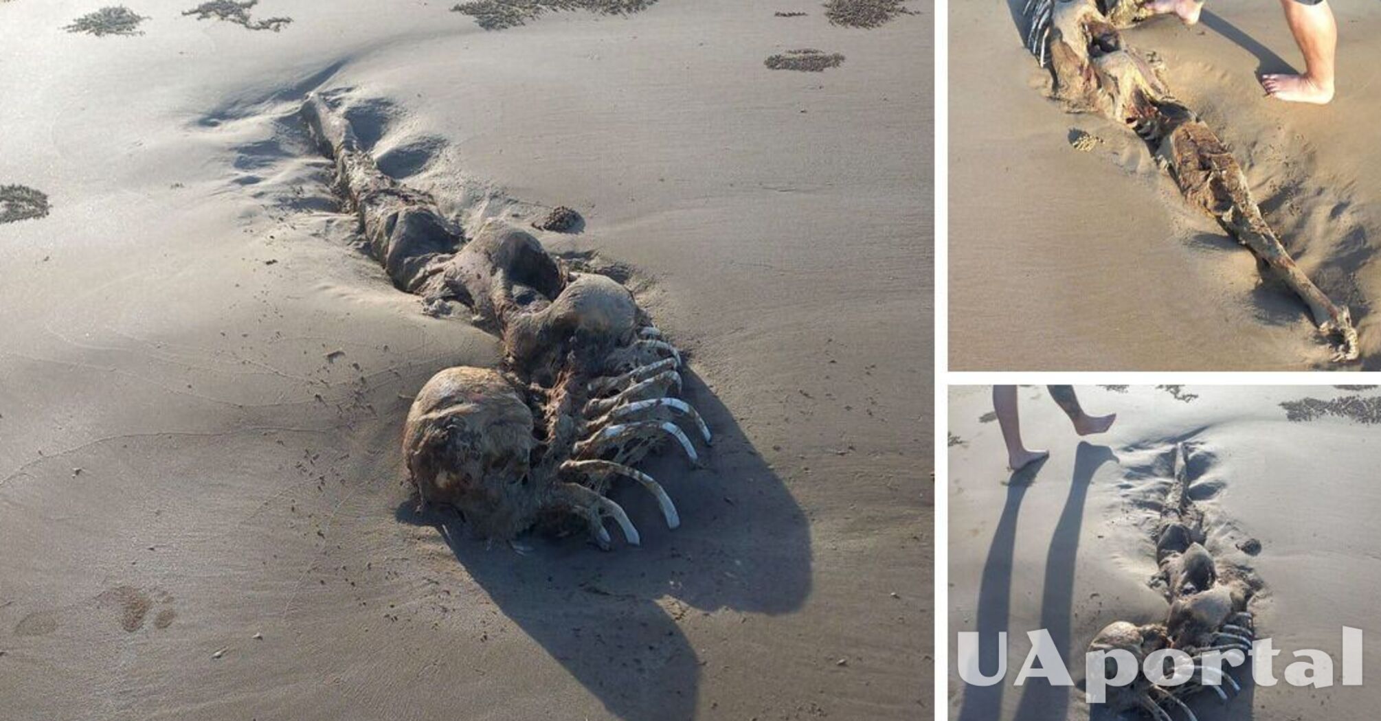 Жуткий скелет нашли в Австралии: считается, что это 'инопланетная русалка' (фото)