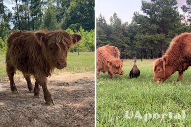 У США качка Мілкшейк відмовляється купатися без друга бичка Пухлика (кумедне відео)