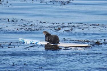 У США не можуть піймати видру, яка викрадає дошки для серфінгу (відео)