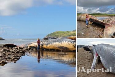 В Ирландии не знают, что делать с мертвым китом, который может взорваться (видео)