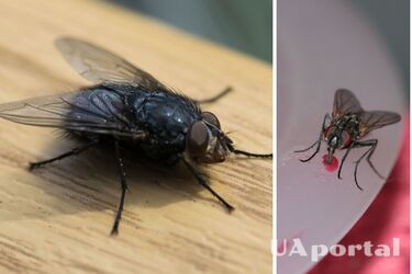 Как избавиться от мух